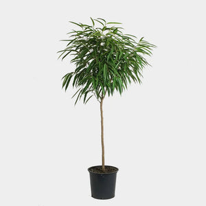 Ficus Meclellandii Banana Leaf Fig 4 Inch