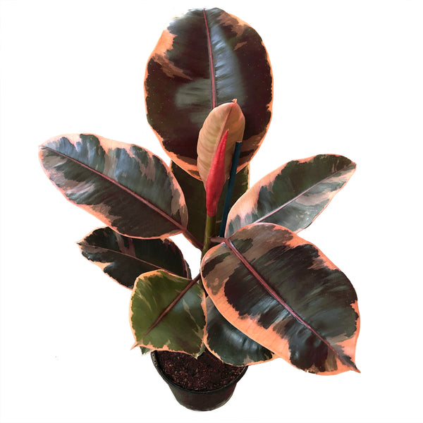 Ficus Elastica Ruby Red 4 Inch