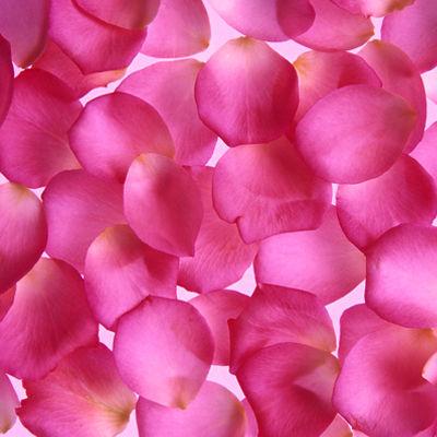 Fresh Hot Pink Rose Petals