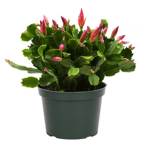 buy snake plant ottawa Sansevieria Zeylanica Snake Plant 10 Inch – Exquisite Blooms Ottawa Downtown Florist