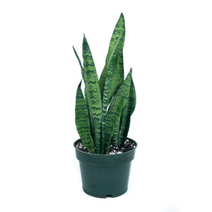 Sansevieria Zeylanica Snake Plant 6 Inch