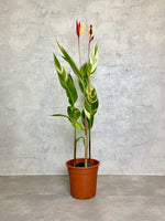 Heliconia Variegated Lady Di Helioconia 8 Inch