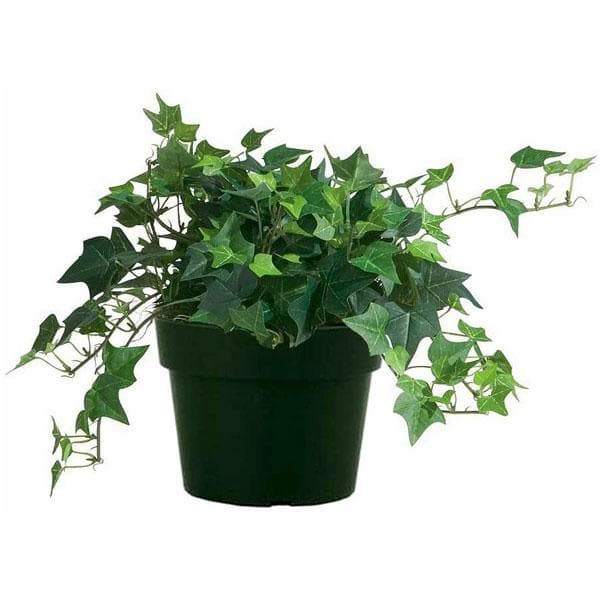 Hedera Helix English Ivy 4 Inch