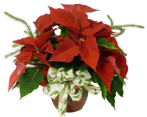 The Seasons Greetings Poinsettia Plant