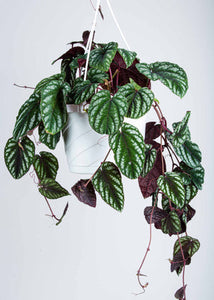Cissus Discolour Rex Begonia Vine 6 Inch