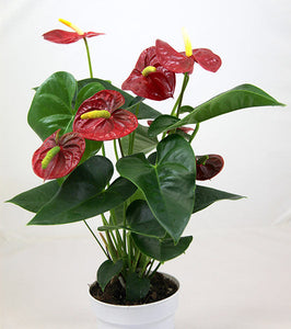 Anthurium Laceleaf