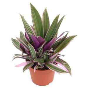 buy snake plant ottawa Sansevieria Zeylanica Snake Plant 10 Inch – Exquisite Blooms Ottawa Downtown Florist
