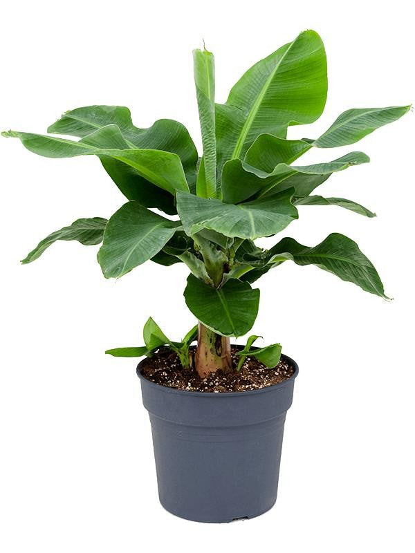 Musa Acuminata Banana Plant 6 Inch