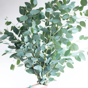 Silver Dollar Eucalyptus per/bunch