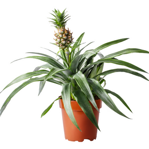 Ananas Comosus Pineapple Plant 6 Inch