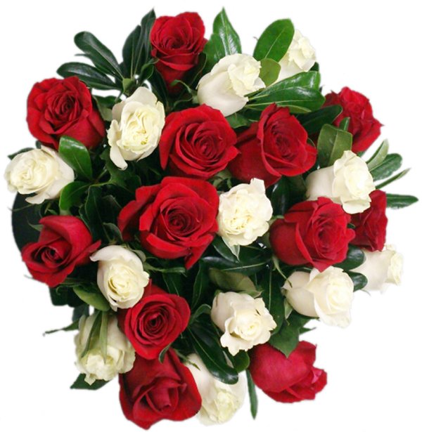 24 Red & White Roses