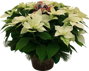 White Poinsettia