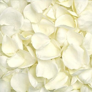Fresh White Rose Petals